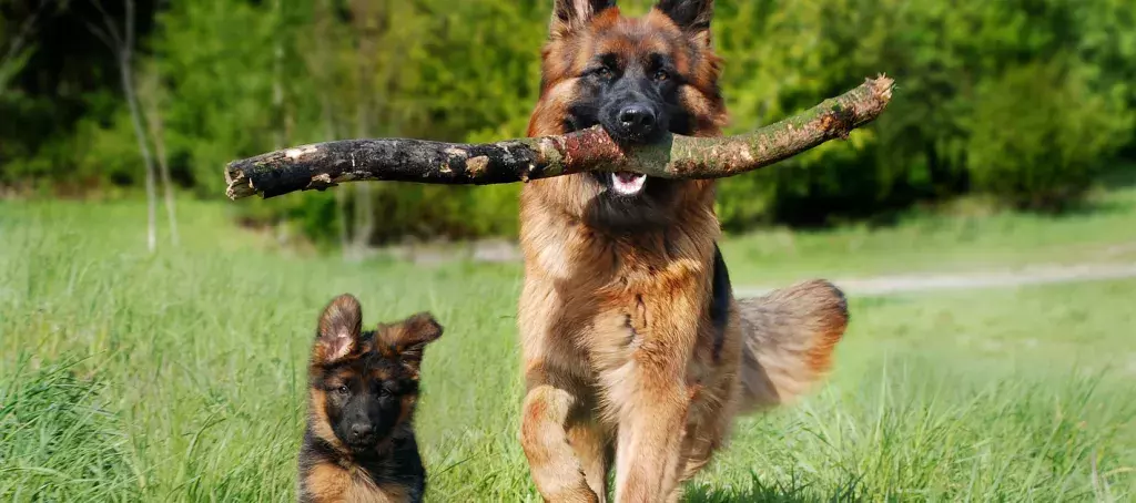 En balade avec ses chiens autour du camping Les Charmettes