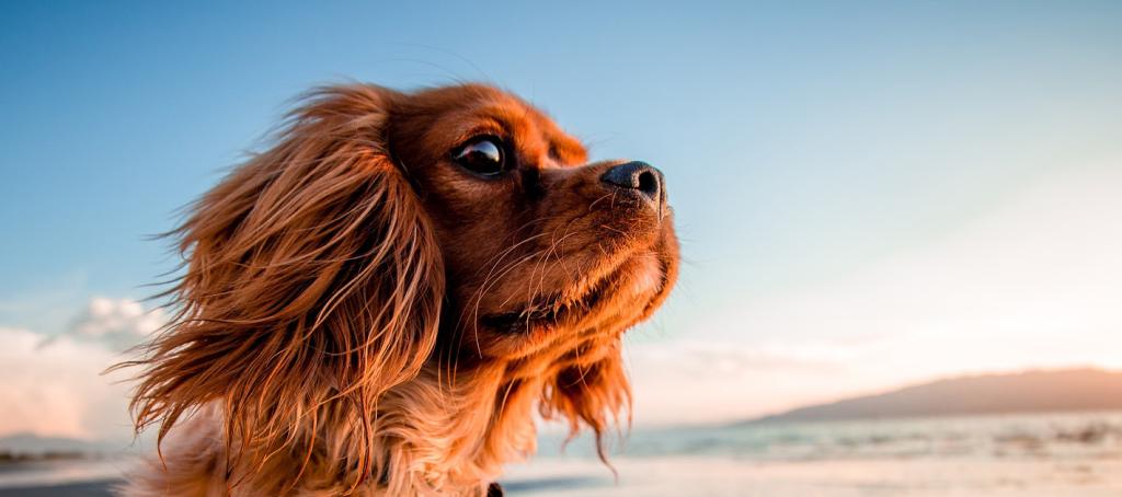 Le plaisir de partir en vacances avec son chien au camping Mer et Soleil