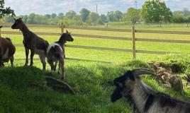 Découvrez les animaux de la ferme au Camping Domaine de Litteau
