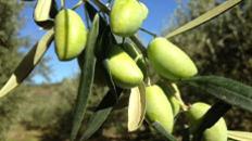 Les olives Lucques 